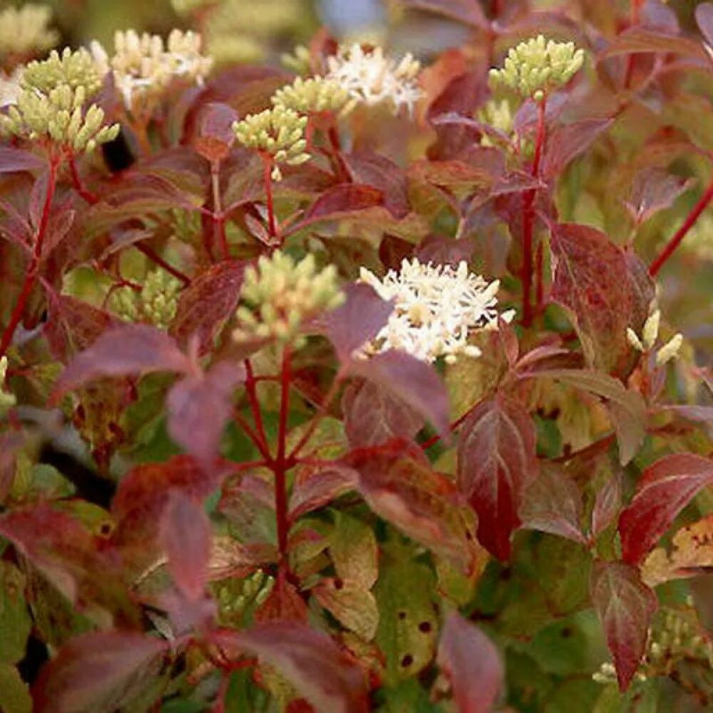 Дерен красный Свидина. Дерен кроваво-красный. Дерен кроваво-красный (Cornus sanguinea). Дерен Винтер Бьюти. Дерен красный описание