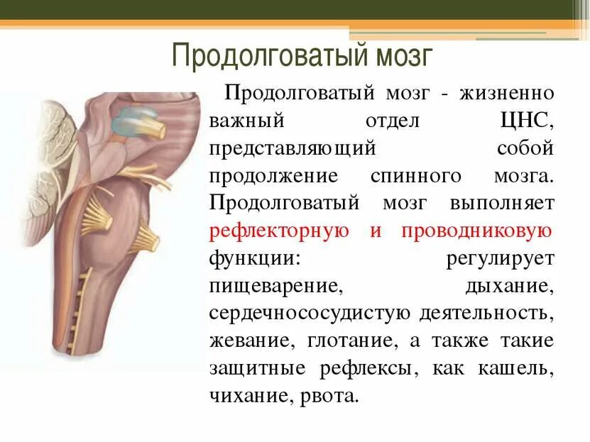 Мост рефлексы. Продолговатый мозг строение и функции кратко. Продолговатый мозг отделы и функции. Строение,отдел и функции продолговатого мозга. Отдел продолговатый мозг функции таблица.