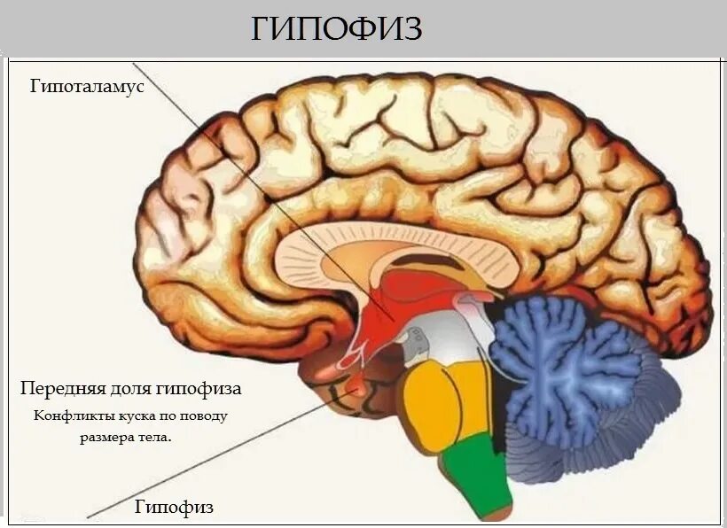 Отделы головного мозга гипофиз. Строение головного мозга гипофиз. Головной мозг гипоталамус. Расположение гипофиза в головном мозге.