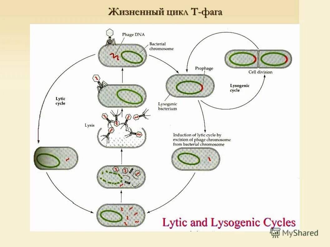 Цикл бактерии. Жизненный цикл т7 бактериофаг. Жизненный цикл умеренного бактериофага. Цикл развития бактериофага схема. Цикл развития вирулентного бактериофага.