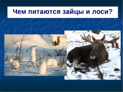Зимой зайцы кормятся