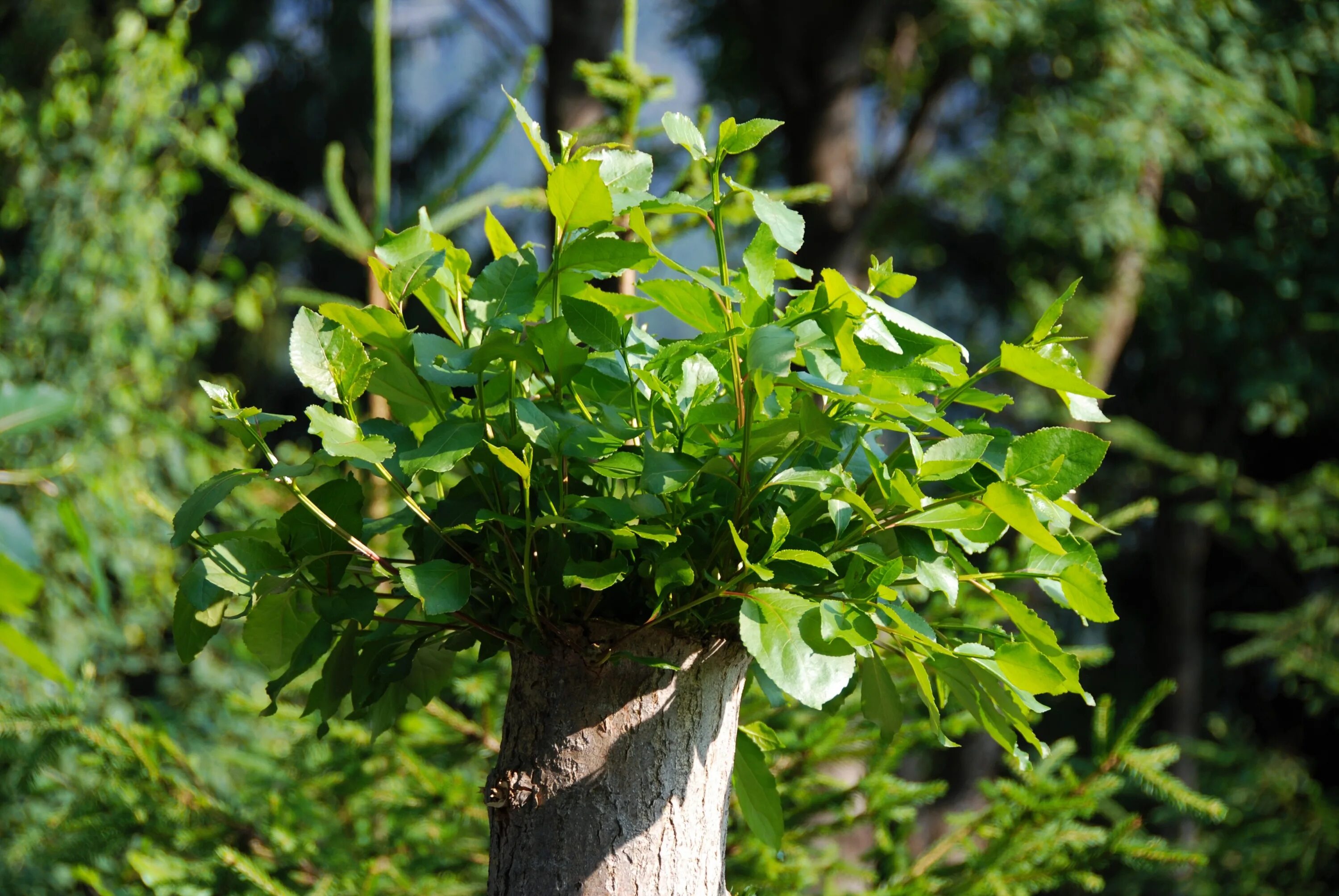 Just tree