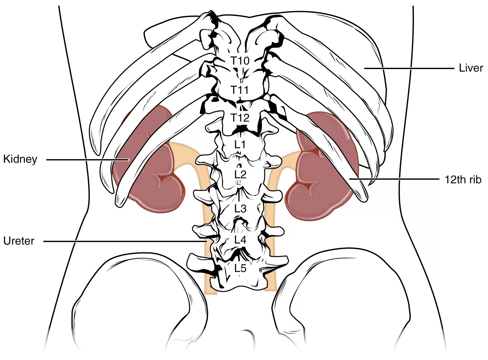 Анатомия человека почки расположение. Где расположены почки у человека фото. Внутренние органы человека схема расположения почки. Где находятся почки рисунок. Местоположение почек в организме