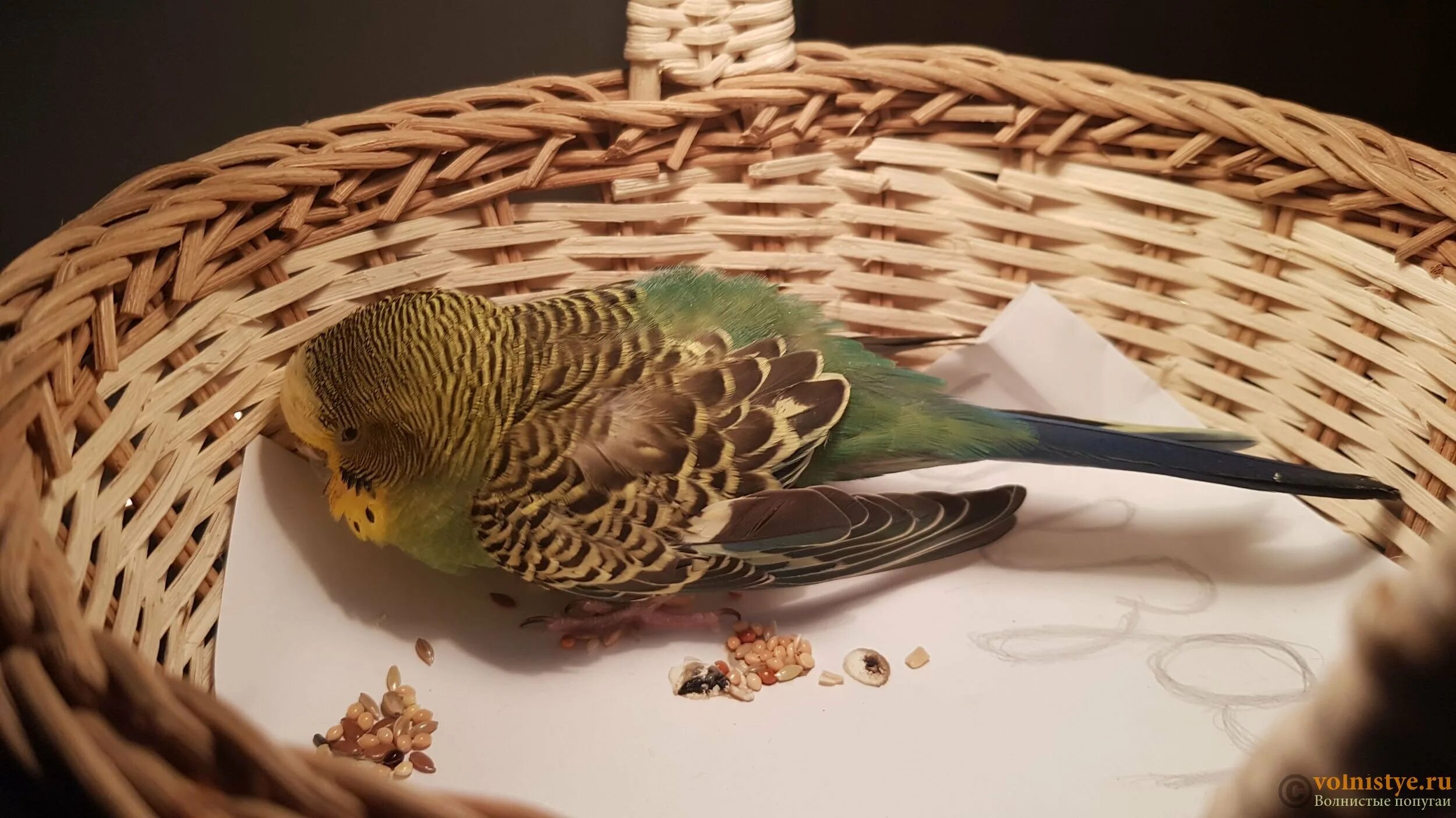 Мертвый попугай волнистик. Мертвый волнистый попугай. Волнистый попугай помер. Мертвый волнистый попугай. Попугай умирает от старости.