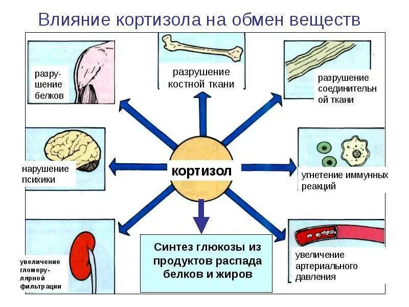 Схема влияния кортизола. Схема выработки кортизола. Схема действия кортизола. Схема выработки гормонов.