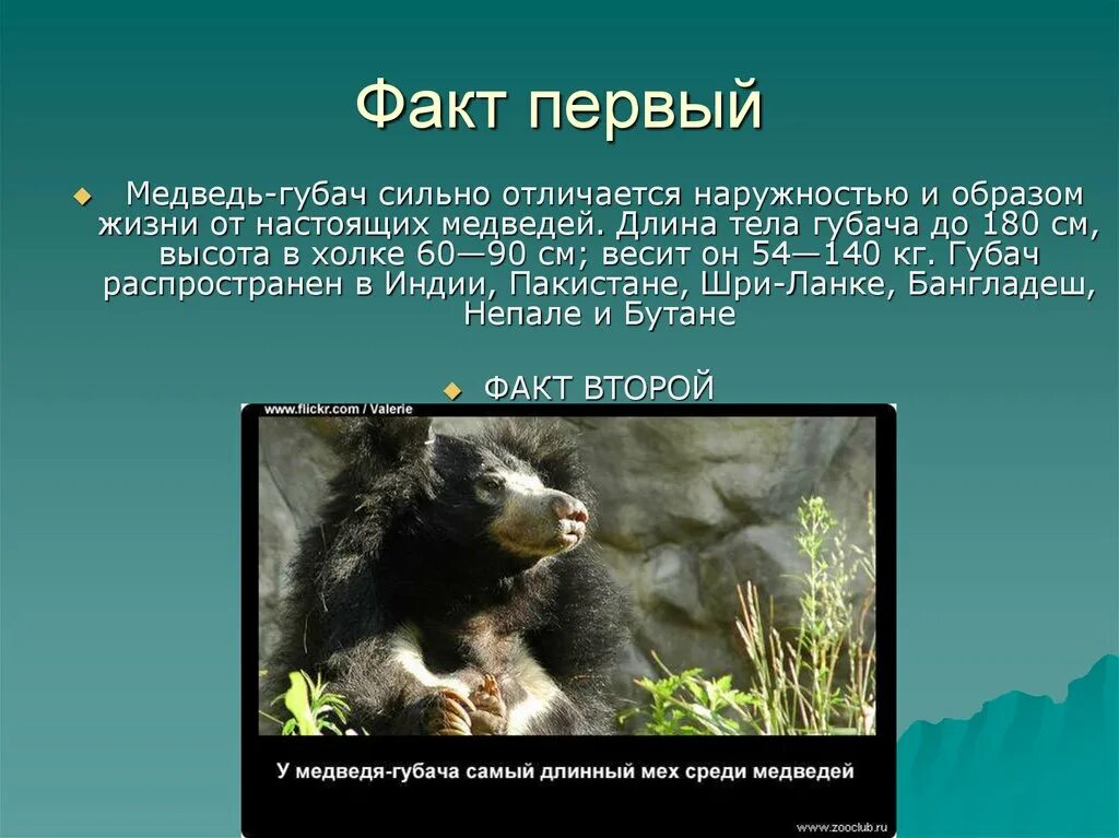 Жил был 1 медведь. Гималайский медведь губач факты. Гималайский медведь губач научно познавательный текст. Факты о медведях. Интересные факты о медведях.