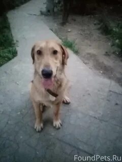 3 хозяина за 3 года