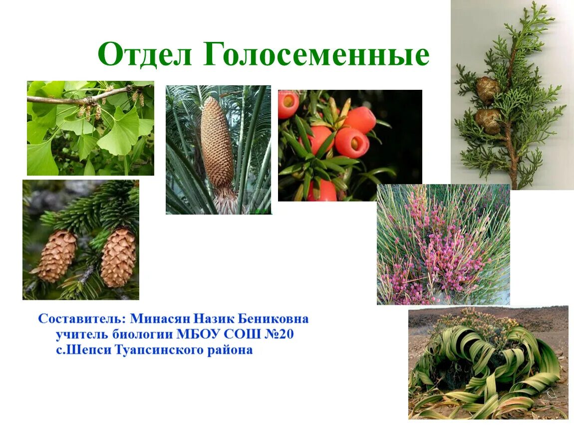 Жизненные формы отдела голосеменные. Саговниковые гинкговые хвойные. голосеменные таксон. саговники голосеменные. классификация отдела голосеменных растений.