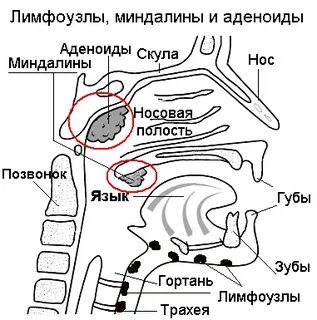 Миндалины лимфатические узлы