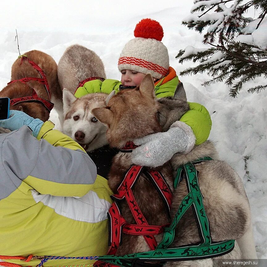Хаски шерегеш. Шерегеш собачьи упряжки. Хаски парк шерегеш сектор е. Сибирские хаски ездовые. Шерегеш хаски катание.