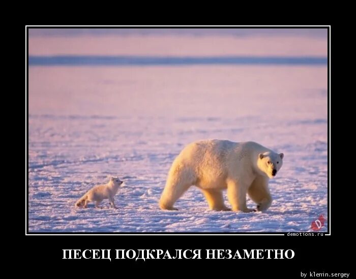 Крадущийся песец. Под крался. Самоед демотиватор. Под крался. Карикатура писец подкрался незаметно.