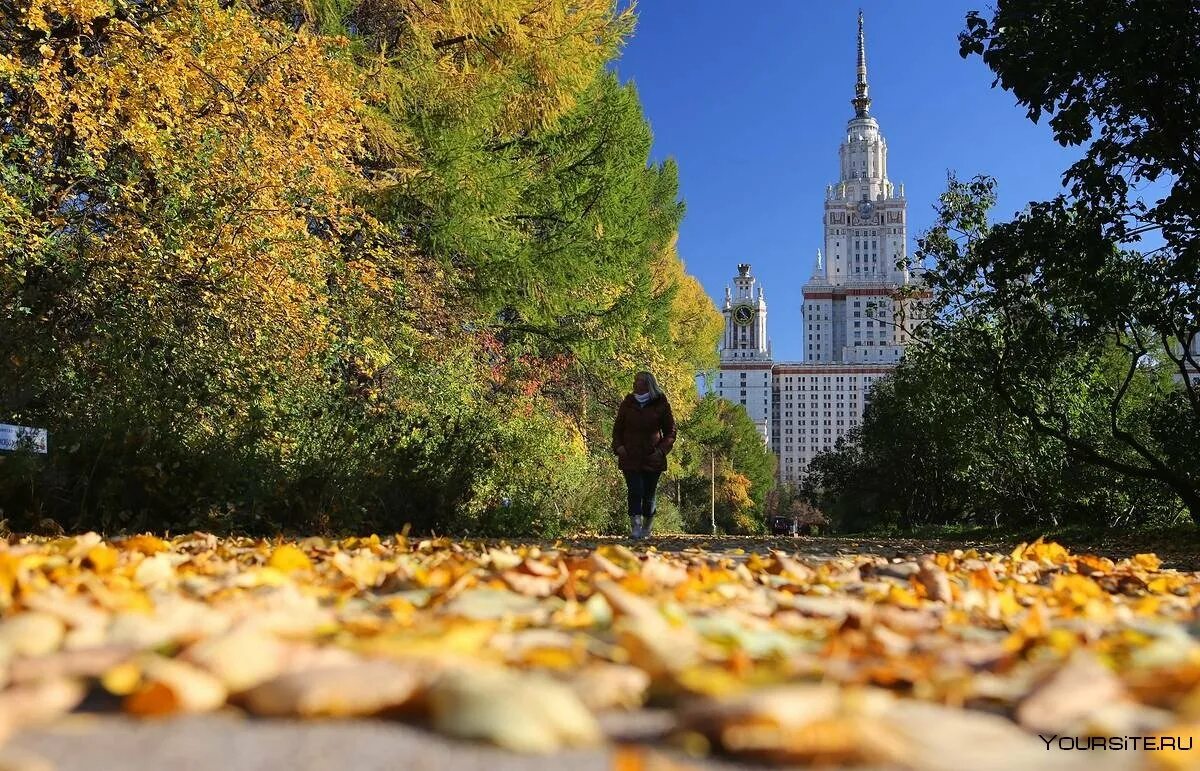 Какая теплая осень в этом году. Золотая осень в Москве МГУ. Московский парк МГУ. Бабье лето в Москве МГУ. Осень в Москве.