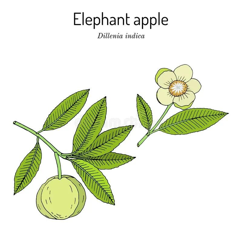 Elephant apple. Dillenia Indica, Дилления индийская, Чалта.. Дилления цветок ботаника. Цветок слонового яблока.