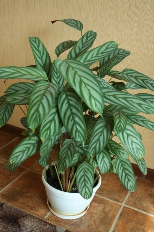 Ктенанта амагрис фото. Ктенанта щетинистая. Ктенанта горшок. Калатея ктенанта. Калатея ктенанта.