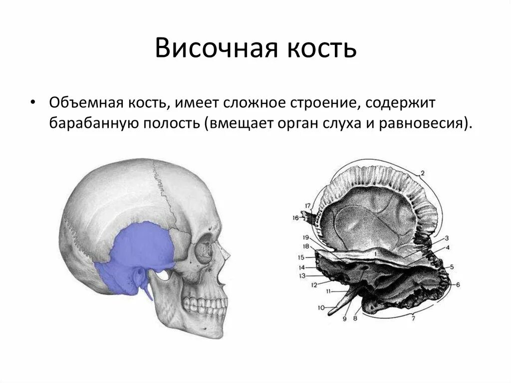 Земля из костей и черепов. Гесперорнис кость femur. Самая сложная кость. Височная кость препарат. Самая сложная кость.