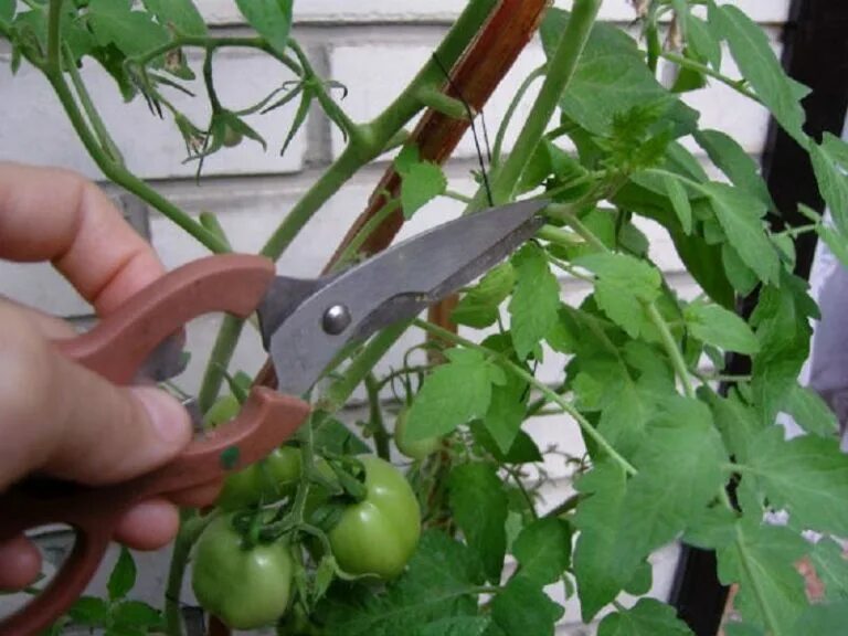 Надо ли удалять листья. Прищипывание томатов. Пасынкование помидор. Прищипывать помидоры в теплице. Прищипывание верхушки томатов.