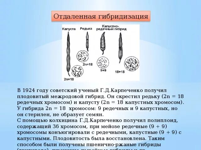 Гибриды отдаленной гибридизации. Капустно-редечный гибрид Карпеченко. Карпеченко капустно редечный гибрид методы. Карпеченко гибрид редьки и капусты. Отдаленная гибридизация Карпеченко.