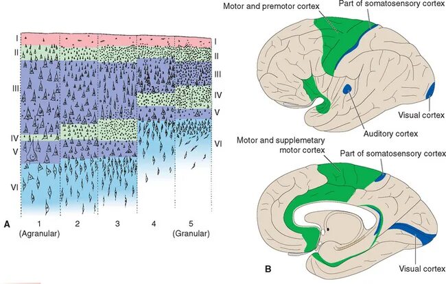 Vol 3 cortex sound. Волна бесконечности. Cortex альбом. Ventromedial prefrontal cortex. Vol 3 cortex sound.