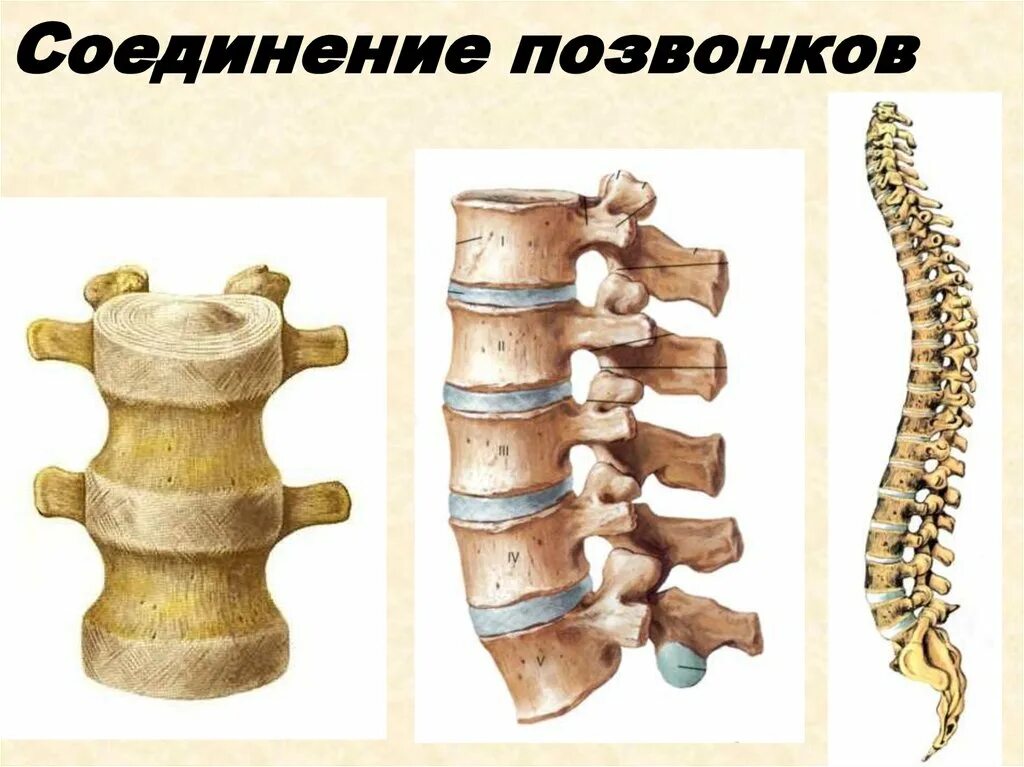 Соединения костей позвоночного столба. Позвонки позвоночника соединены полуподвижно. Полуподвижное соединение позвонков. Соединения позвонков поясничный отдел позвоночника. Кости позвоночника тип соединения