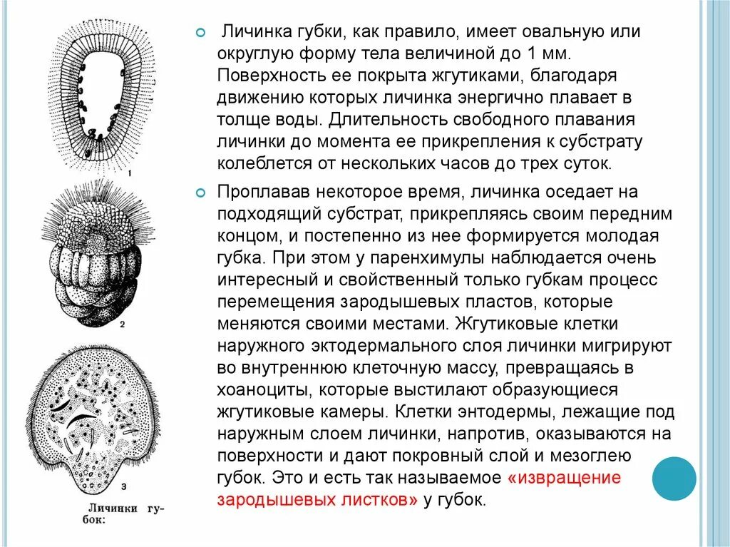 Личинка губки паренхимула. Личинка губки амфибластула. Типы личинок губок. Личинки губок строение.