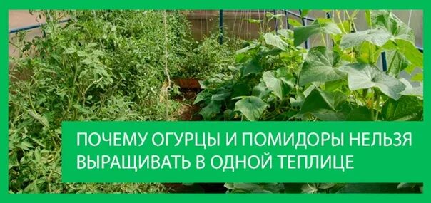 Посадка огурцов и помидор в одной теплице. Выращивание томатов и огурцов в одной теплице. Теплица помидоры и огурцы вместе в одной. Почему нельзя сажать огурцы и помидоры в одной теплице.