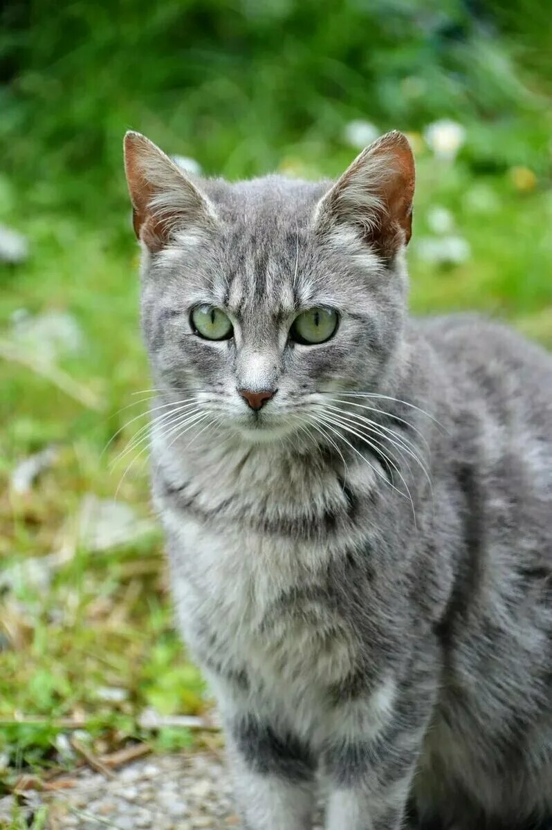 Какие серые коты