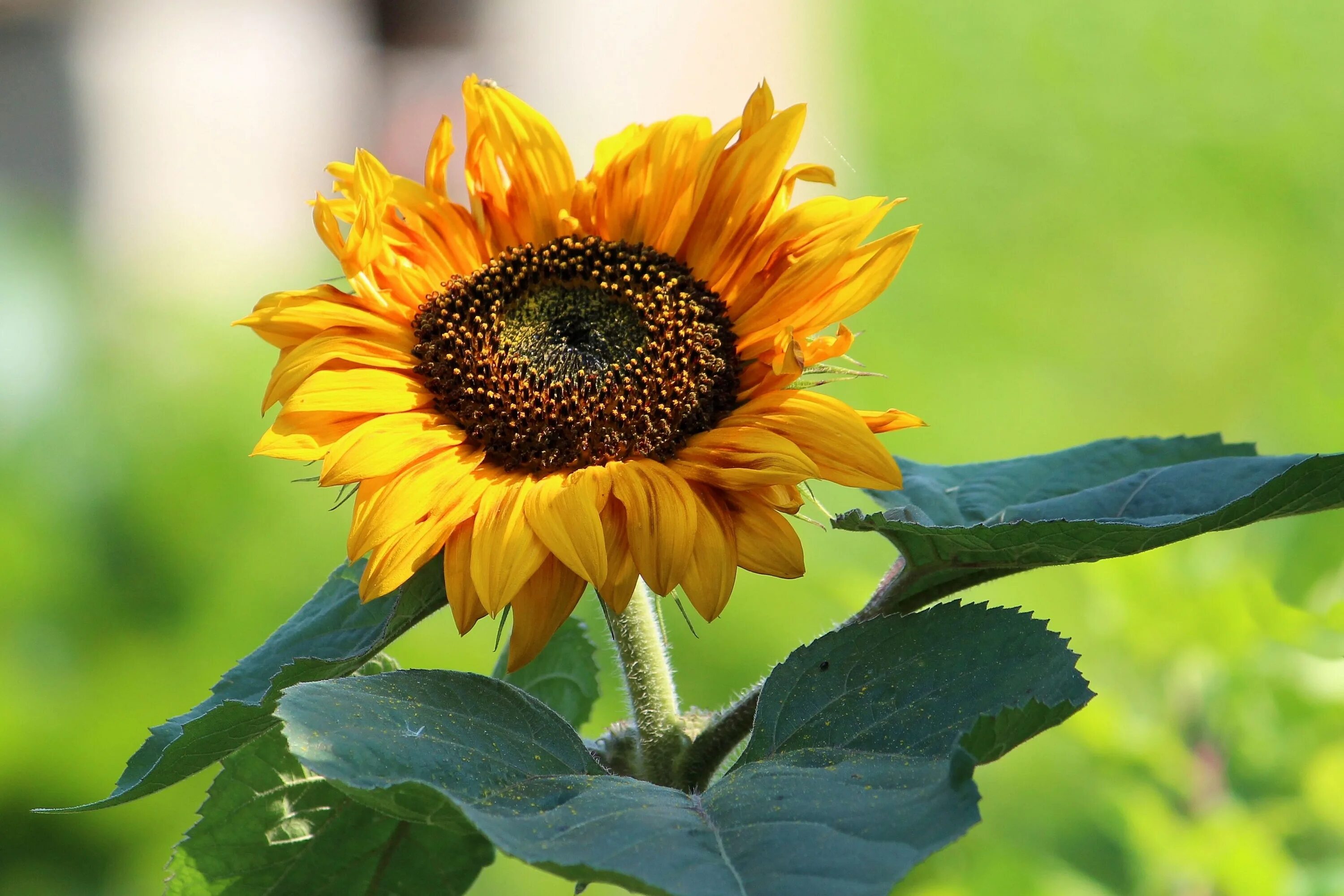 Семена подсолнечника Sonnenblume. Подсолнух это цветковое растение. Гавриш подсолнечник лето. Цветы похожие на подсолнух. Sun flower отзывы