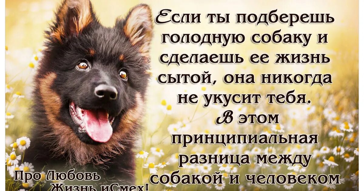 Берегись предатель я отомщу