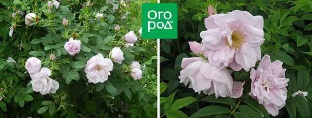 Экстрим в геленджике развлечения. Сиавел. Сиавел. Революционное народничество 1870. Сиавел.