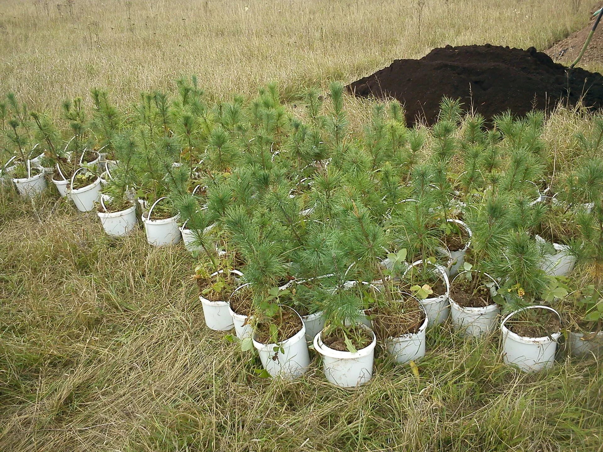 Сеянцы сосны осенью. Кедр сибирский вырастить. Саженцы кедра высадка. Почва для кедра. Кедр двухлетка.