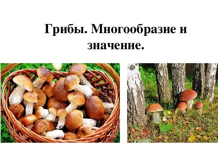 Многообразие и значение грибов 5 класс презентация. Разнообразие грибов. Разнообразие грибов в природе. Грибы многообразие грибов. Разнообразие грибов презентация.