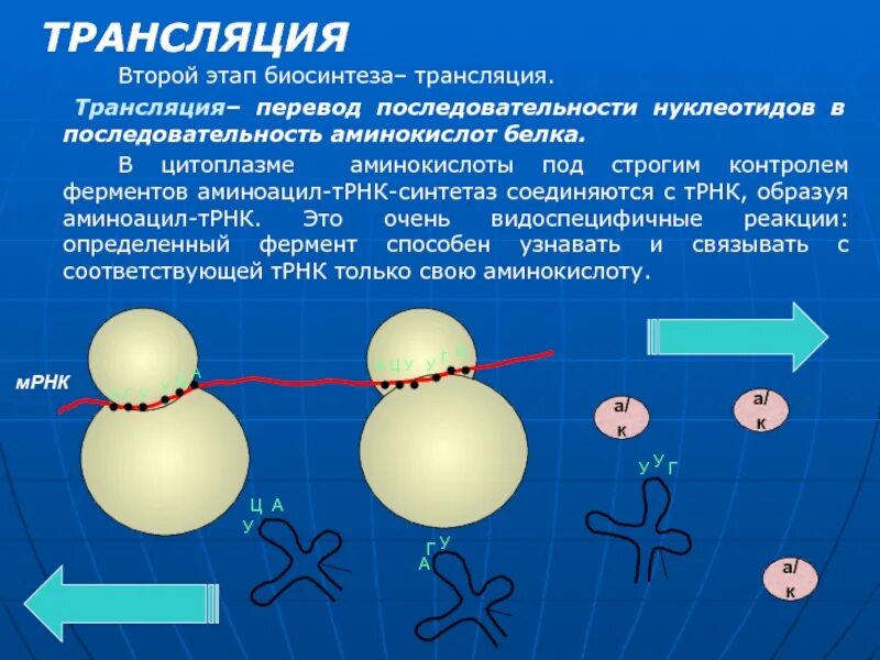 Первый этап трансляции. Этапы трансляции биосинтеза белка. 2 Этап биосинтеза трансляция. Трансляция этапы синтеза белка.