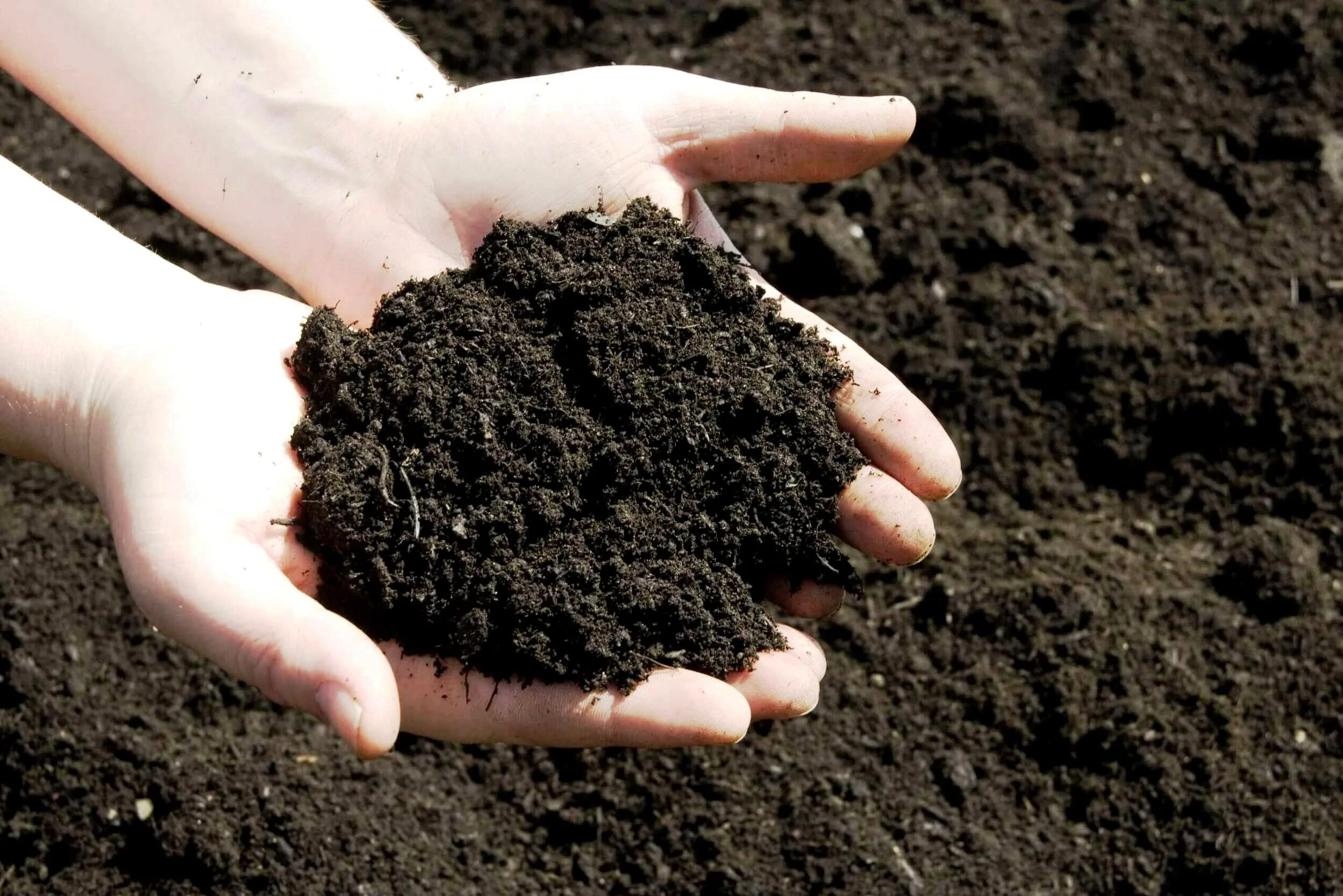 Почвы малоплодородны и сильно заболочены короткие. Грунт Soil. Перегной чернозем торф. Раскисляем почву золой. Земля почва чернозём.