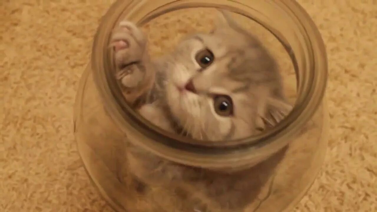 Кот застрял в банке. Кот в банке. котёнок в баночке. котенок в банке. смешные коты в банке.