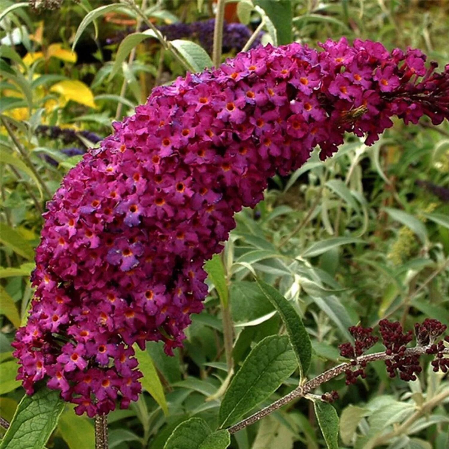 Саженцы Буддлея Давида Ройал ред. Буддлея Давида Buddleja davidii. Осенняя сирень Буддлея Давида. Буддлея Давида Триколор. Буддлея рассада