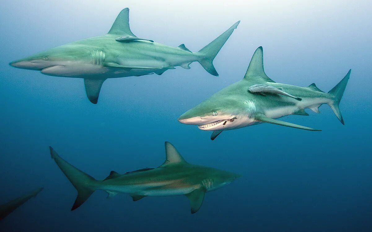 Акулы 3д актеры. Акула тигр. Анатомия акулы мегалодон. Атлантическая сельдевая акула. Back view shark 8.