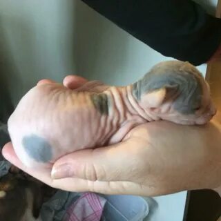 Рождение котят сфинксов