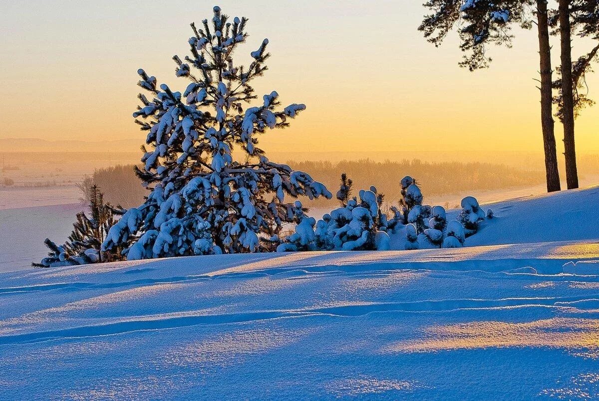 Декабрь фото. Зима декабрь. Декабрь пейзаж. Декабрьский пейзаж. Зимний пейзаж с соснами.