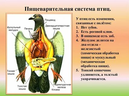 4 отдела птицы