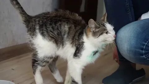 Коты видео спасение