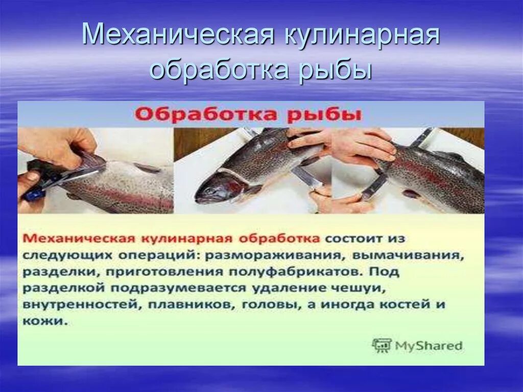 Обработка рыбы 7 класс. Механическая кулинарная обработка рыбы. Механическая куленория обработка рыбы. Процессы механической кулинарной обработки рыбы. Механическая кулинарная обработка чешуйчатой рыбы.