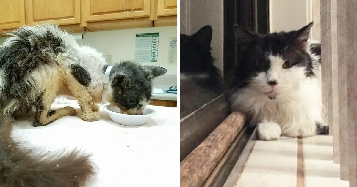 Коты слиплись. Поджарые коты. поджарый кот. самый худой кот в мире вес. котик проводит проверку.