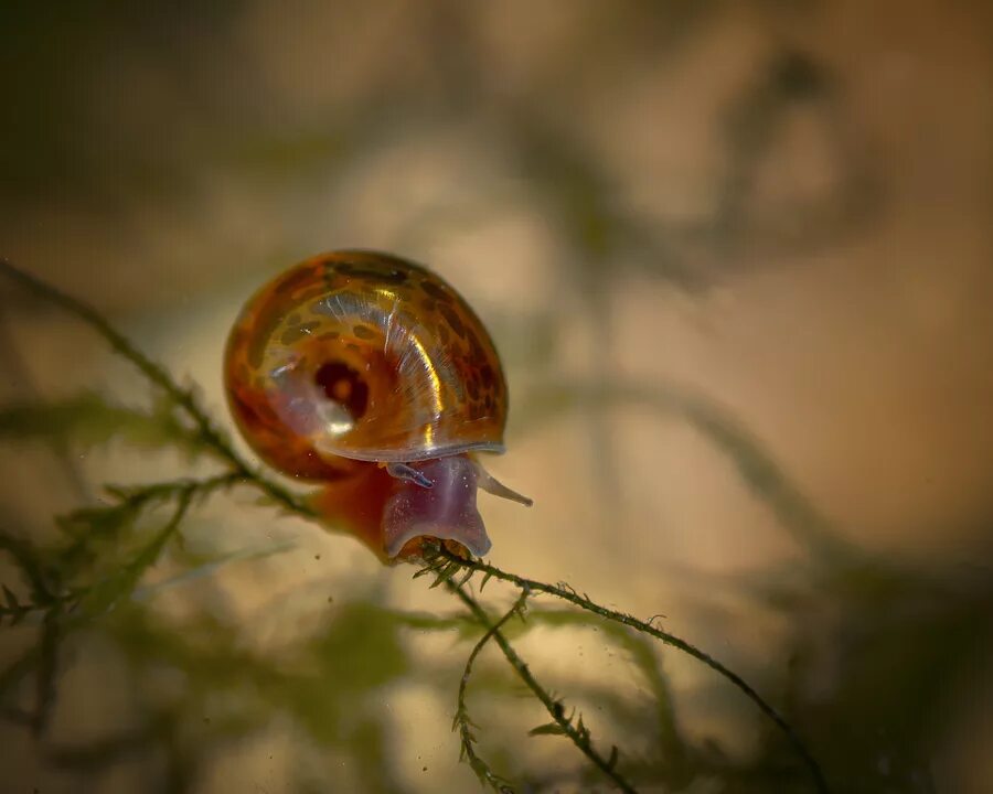 Аквариумные улитки ампулярии. Аквариумные улитки ампулярии. Улитка катушка planorbis. Аквариумные улитки катушка маленькая. Улитка голиаф аквариумная.