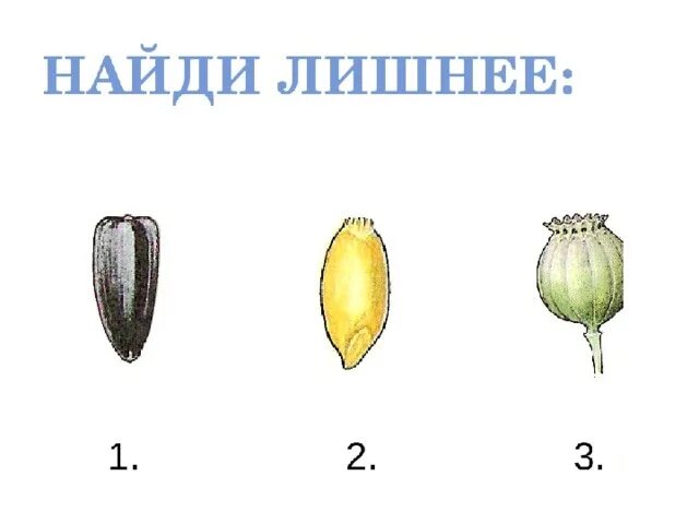 Типы плодов. Определить Тип плода по рисунку. Плоды растений задания. Плоды без подписей. Какие типы плодов изображены на рисунке