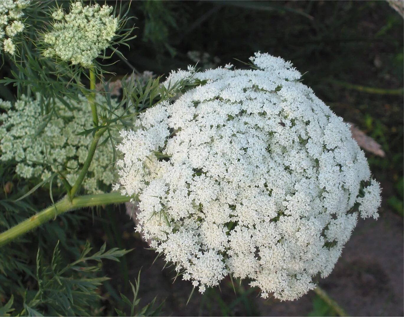 Соцветие зонтик морковь. Морковь Дикая (Daucus carota). Дикая морковь, морковник. Daucus carota цветок. Дикая морковь зонтичные.