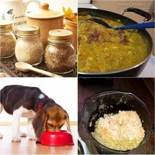 Какую кашу можно варить щенкам