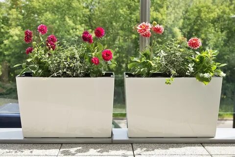 Plants 19