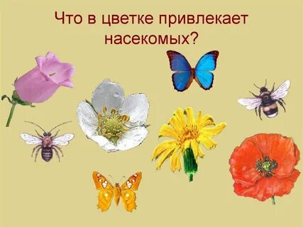 Элементы служащие для привлечения насекомых