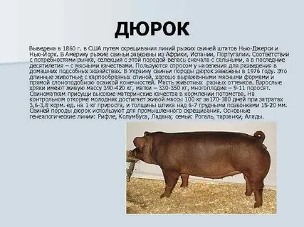 Поросята дюрок характеристика отзывы