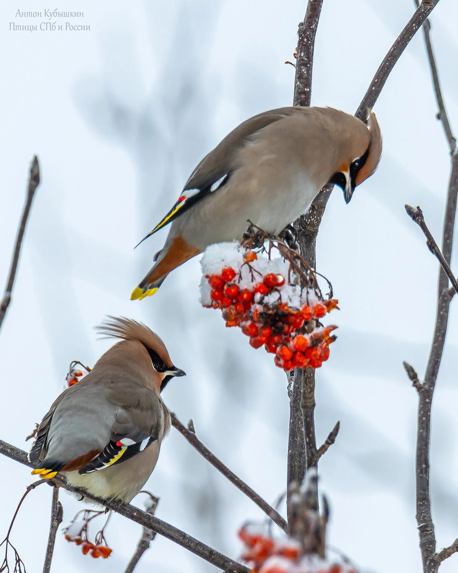 птицы ленинградской области скрорец. городские птицы. городские птицы. городские птицы спб. какие птицы в спб.